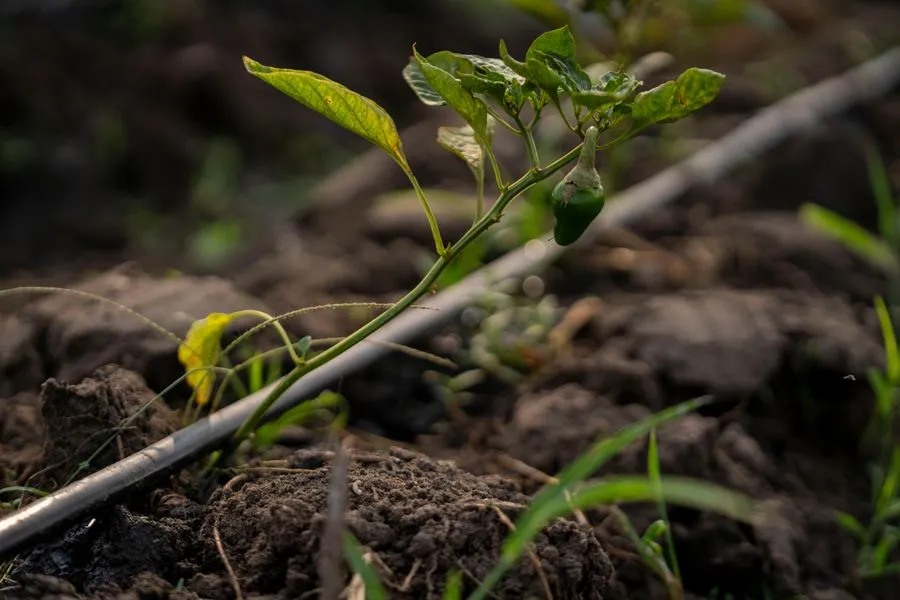 Tuyau de goutte-à-goutte posé au pied de jeunes plantations