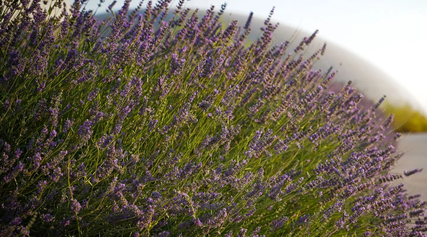 Massif de lavandes en bord d'allée sous une lumière rasante