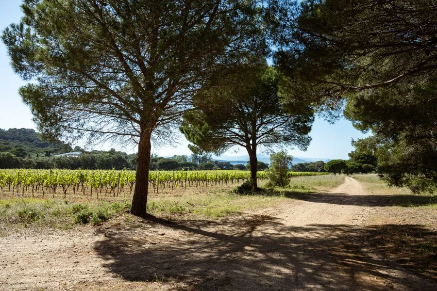 Chemin de promenade traversant un parc arboré près de vignes