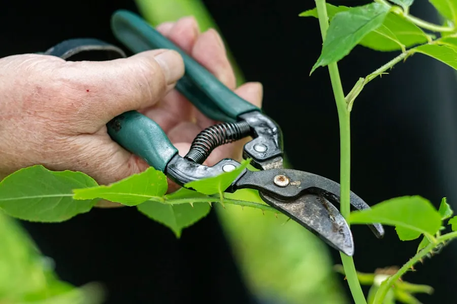 Mains gantées taillant une branche au sécateur